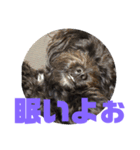 トイプードルとシーズーのMIX犬エマ 3（個別スタンプ：3）