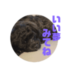 トイプードルとシーズーのMIX犬エマ 3（個別スタンプ：4）