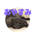 トイプードルとシーズーのMIX犬エマ 3（個別スタンプ：5）