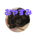 トイプードルとシーズーのMIX犬エマ 3（個別スタンプ：6）