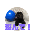 トイプードルとシーズーのMIX犬エマ 3（個別スタンプ：7）