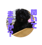 トイプードルとシーズーのMIX犬エマ 3（個別スタンプ：9）