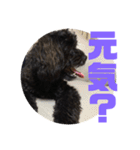 トイプードルとシーズーのMIX犬エマ 3（個別スタンプ：10）