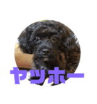トイプードルとシーズーのMIX犬エマ 3（個別スタンプ：11）
