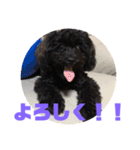 トイプードルとシーズーのMIX犬エマ 3（個別スタンプ：12）