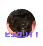 トイプードルとシーズーのMIX犬エマ 3（個別スタンプ：13）