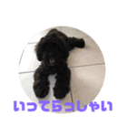 トイプードルとシーズーのMIX犬エマ 3（個別スタンプ：14）