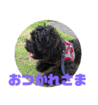 トイプードルとシーズーのMIX犬エマ 3（個別スタンプ：15）