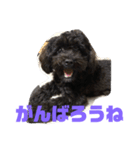 トイプードルとシーズーのMIX犬エマ 3（個別スタンプ：16）