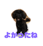 トイプードルとシーズーのMIX犬エマ 3（個別スタンプ：19）