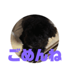 トイプードルとシーズーのMIX犬エマ 3（個別スタンプ：20）