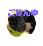 トイプードルとシーズーのMIX犬エマ 3（個別スタンプ：22）