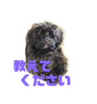 トイプードルとシーズーのMIX犬エマ 3（個別スタンプ：23）