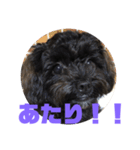 トイプードルとシーズーのMIX犬エマ 3（個別スタンプ：24）