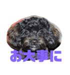 トイプードルとシーズーのMIX犬エマ 3（個別スタンプ：25）