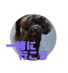 トイプードルとシーズーのMIX犬エマ 3（個別スタンプ：26）