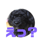 トイプードルとシーズーのMIX犬エマ 3（個別スタンプ：28）