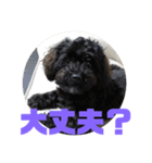 トイプードルとシーズーのMIX犬エマ 3（個別スタンプ：29）