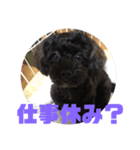 トイプードルとシーズーのMIX犬エマ 3（個別スタンプ：30）