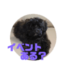 トイプードルとシーズーのMIX犬エマ 3（個別スタンプ：31）