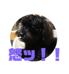 トイプードルとシーズーのMIX犬エマ 3（個別スタンプ：32）