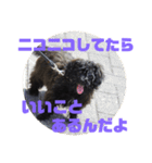 トイプードルとシーズーのMIX犬エマ 3（個別スタンプ：36）