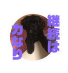 トイプードルとシーズーのMIX犬エマ 3（個別スタンプ：37）