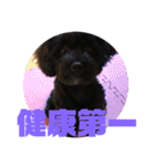 トイプードルとシーズーのMIX犬エマ 3（個別スタンプ：38）