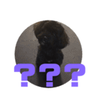 トイプードルとシーズーのMIX犬エマ 3（個別スタンプ：39）