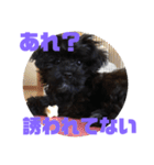 トイプードルとシーズーのMIX犬エマ 3（個別スタンプ：40）