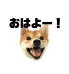 愛犬柴犬こゆきのスタンプ（個別スタンプ：1）