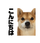 愛犬柴犬こゆきのスタンプ（個別スタンプ：2）