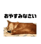 愛犬柴犬こゆきのスタンプ（個別スタンプ：3）