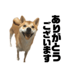愛犬柴犬こゆきのスタンプ（個別スタンプ：5）