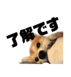 愛犬柴犬こゆきのスタンプ（個別スタンプ：6）