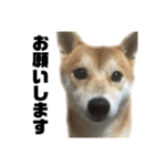 愛犬柴犬こゆきのスタンプ（個別スタンプ：7）