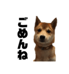 愛犬柴犬こゆきのスタンプ（個別スタンプ：8）