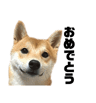 愛犬柴犬こゆきのスタンプ（個別スタンプ：9）
