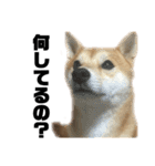 愛犬柴犬こゆきのスタンプ（個別スタンプ：11）