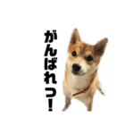 愛犬柴犬こゆきのスタンプ（個別スタンプ：12）