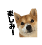 愛犬柴犬こゆきのスタンプ（個別スタンプ：13）