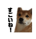 愛犬柴犬こゆきのスタンプ（個別スタンプ：14）