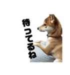 愛犬柴犬こゆきのスタンプ（個別スタンプ：15）