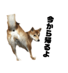 愛犬柴犬こゆきのスタンプ（個別スタンプ：16）