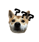愛犬柴犬こゆきのスタンプ（個別スタンプ：17）