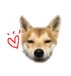 愛犬柴犬こゆきのスタンプ（個別スタンプ：19）