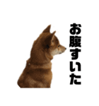 愛犬柴犬こゆきのスタンプ（個別スタンプ：21）