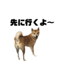 愛犬柴犬こゆきのスタンプ（個別スタンプ：22）