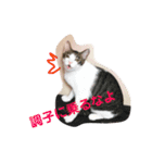 とらです、使ってね。（個別スタンプ：2）