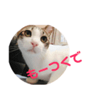 とらです、使ってね。（個別スタンプ：3）